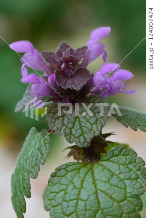 Macro view of a vibrant, purple-flowered Lamium purpureum plant with textured leaves 124007474