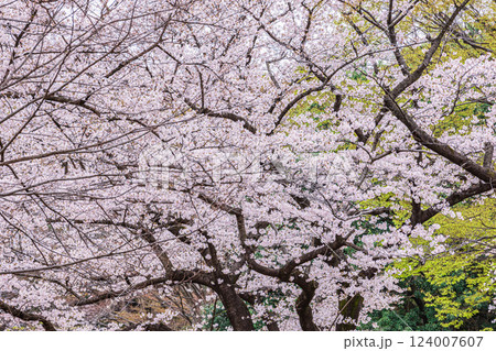光が丘公園の桜　東京都 124007607