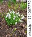 Snowdrop spring flowers. Fresh Snow drop white flower one of spring symbols, spring come. March flowers closeup photography. Snowdrop growing in garden on the ground. 124007770