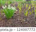 Snowdrop spring white flowers. Fresh Snow drop flower one of spring symbols, spring come. March flowers closeup photography. Snowdrop growing in garden on the ground. Copy space for text. 124007772