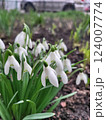 Snowdrop spring white flowers. Fresh Snow drop flower one of spring symbols. March flowers closeup photography. Snowdrop growing in garden on the ground. 124007774
