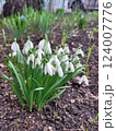 Snowdrop spring white flowers. March flowers closeup photography. Fresh Snow drop flower one of spring symbols, spring come. Snowdrop growing in garden on the ground. 124007776