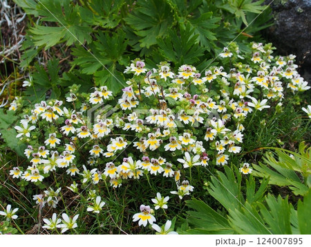 南アルプス・北岳のコバノコゴメグサ 124007895