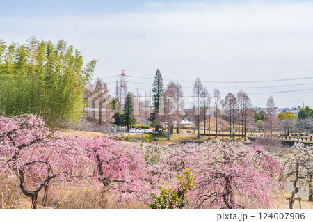 於大公園梅見の丘、満開のしだれ梅〈愛知県知多郡〉 124007906