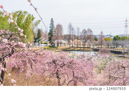 於大公園梅見の丘、満開のしだれ梅〈愛知県知多郡〉 124007910