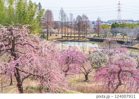 於大公園梅見の丘、満開のしだれ梅〈愛知県知多郡〉 於大公園梅見の丘、満開のしだれ梅〈愛知県知多郡〉 124007911
