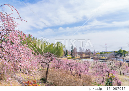 於大公園梅見の丘、満開のしだれ梅〈愛知県知多郡〉 124007915