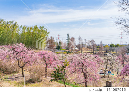於大公園梅見の丘、満開のしだれ梅〈愛知県知多郡〉 124007916