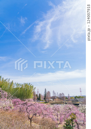 於大公園梅見の丘、満開のしだれ梅〈愛知県知多郡〉 124007918