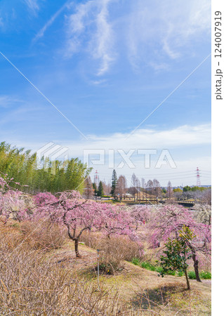 於大公園梅見の丘、満開のしだれ梅〈愛知県知多郡〉 於大公園梅見の丘、満開のしだれ梅〈愛知県知多郡〉 124007919
