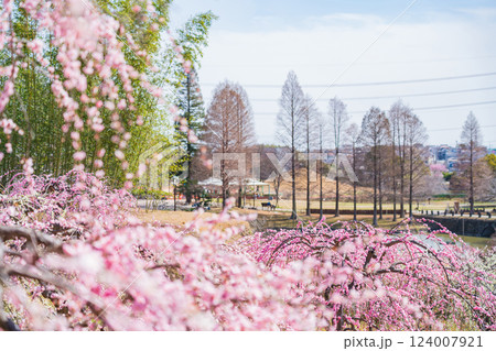 於大公園梅見の丘、満開のしだれ梅〈愛知県知多郡〉 於大公園梅見の丘、満開のしだれ梅〈愛知県知多郡〉 124007921
