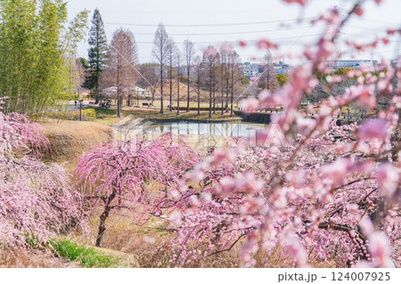 於大公園梅見の丘、満開のしだれ梅〈愛知県知多郡〉 124007925