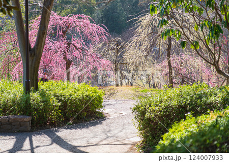 於大公園梅見の丘、満開のしだれ梅〈愛知県知多郡〉 於大公園梅見の丘、満開のしだれ梅〈愛知県知多郡〉 124007933