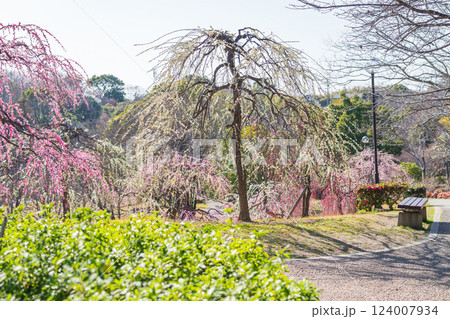 於大公園梅見の丘、満開のしだれ梅〈愛知県知多郡〉 於大公園梅見の丘、満開のしだれ梅〈愛知県知多郡〉 124007934