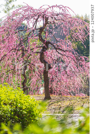於大公園梅見の丘、満開のしだれ梅〈愛知県知多郡〉 124007937