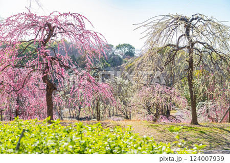於大公園梅見の丘、満開のしだれ梅〈愛知県知多郡〉 124007939