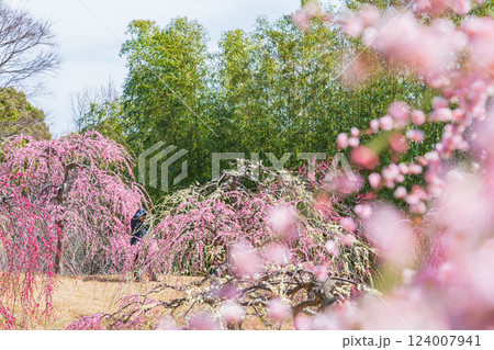 於大公園梅見の丘、満開のしだれ梅〈愛知県知多郡〉 124007941