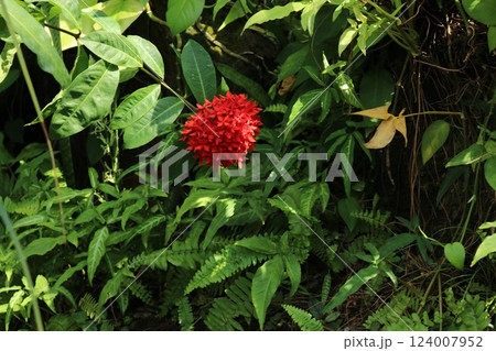 サンタンカ 124007952