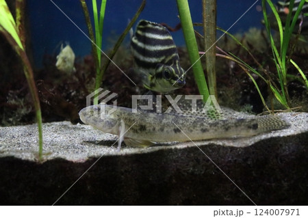 マハゼとカゴカキダイ 124007971