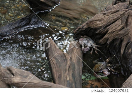 クロベンケイガニ 124007981