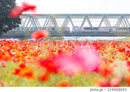 ポピーの園とE217系 ポピーの園とE217系 124008043