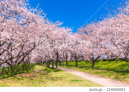 幸手権現堂の満開の桜 埼玉県 幸手権現堂の満開の桜 埼玉県 124008061