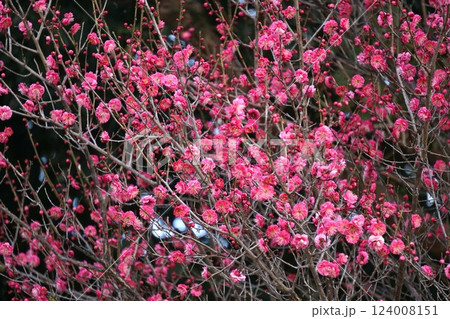 咲き始めた紅梅・2025年2月 咲き始めた紅梅・2025年2月 124008151