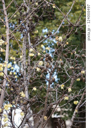 ロウバイの花と残り実・2025年2月 ロウバイの花と残り実・2025年2月 124008497