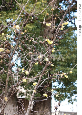 ロウバイの花と残り実・2025年2月 ロウバイの花と残り実・2025年2月 124008498