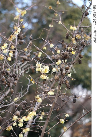 ロウバイの花と残り実・2025年2月 ロウバイの花と残り実・2025年2月 124008499