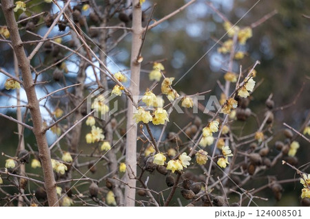 ロウバイの花と残り実・2025年2月　 124008501