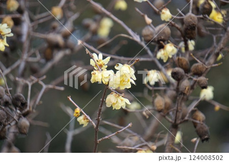 ロウバイの花と残り実・2025年2月 ロウバイの花と残り実・2025年2月 124008502