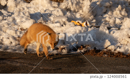 餌を食べるキタキツネ 124008561