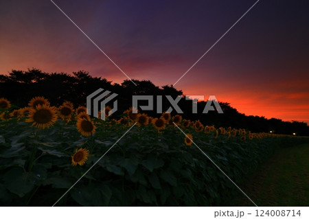 岩手県　夕焼けのひまわり畑 124008714