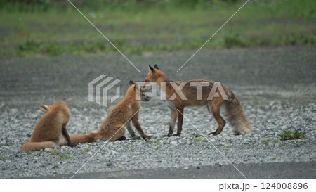 キタキツネの子供と親 124008896