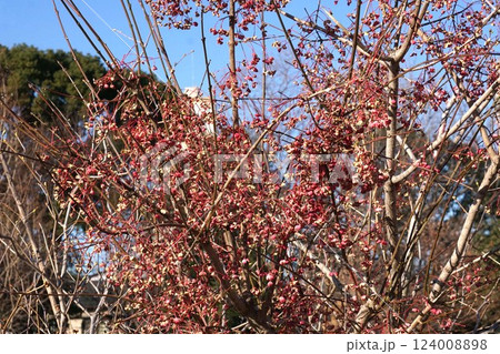 2025年2月のマユミの実 124008898