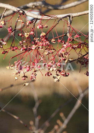 2025年2月のマユミの実 2025年2月のマユミの実 124008900