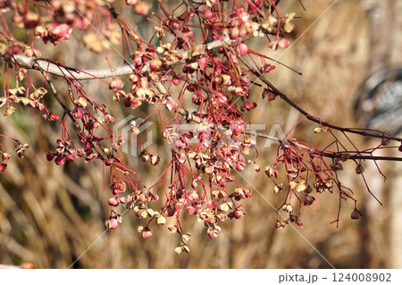 2025年2月のマユミの実 2025年2月のマユミの実 124008902