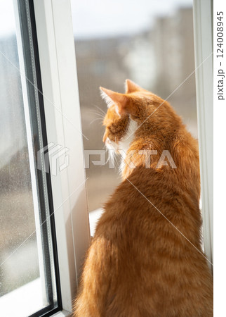 A ginger cat looks out into the street through the window. Thoughtful or curious Changing weather or urban views. A ginger cat looks out into the street through the window. Thoughtful or curious Changing weather or urban views. 124008945