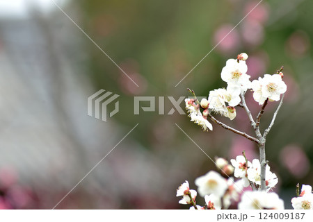 大本山随心院 名勝小野梅園の白梅(京都市山科区) 大本山随心院 名勝小野梅園の白梅(京都市山科区) 124009187