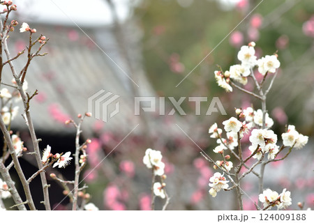 大本山随心院　名勝小野梅園の白梅(京都市山科区) 124009188