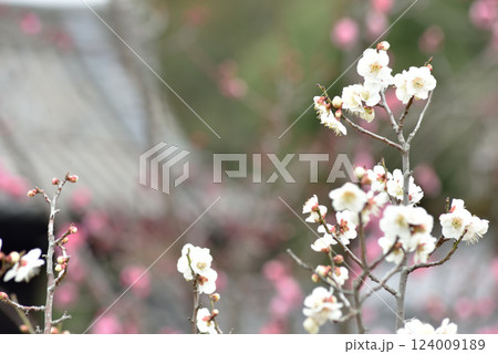 大本山随心院　名勝小野梅園の白梅(京都市山科区) 124009189