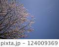 桜のソメイヨシノの花びらが青空に舞う 124009369