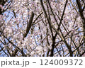 桜のソメイヨシノのピンクの花びらが青空に舞う 124009372