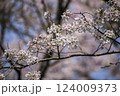 桜のソメイヨシノのピンクの花びらが青空に舞う 124009373