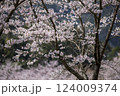 桜のソメイヨシノのピンクの花びらが青空に舞う 124009374