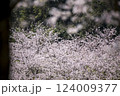 桜のソメイヨシノのピンクの花びらが青空に舞う 124009377