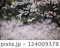 桜のソメイヨシノのピンクの花びらが青空に舞う 124009378