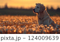 Happy dog in a flower meadow wearing a floral crown during a sunny day enjoying nature's beauty 124009639