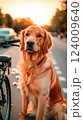 Golden retriever sits by a bicycle on a tranquil street at sunset reflecting warmth and companionship 124009640